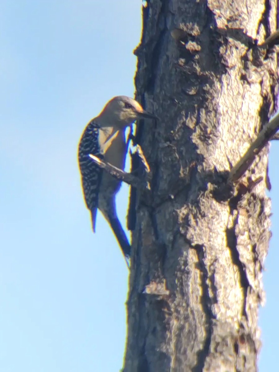 Red-bellied Woodpecker - ML215693301