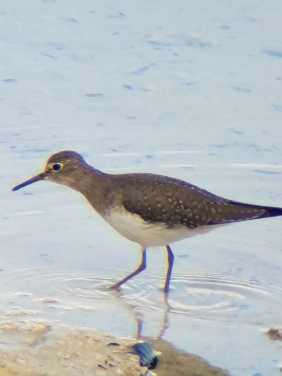 Spotted Sandpiper - ML215693451