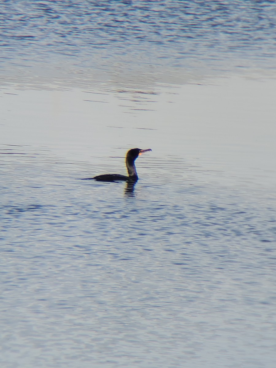 Double-crested Cormorant - ML215693551