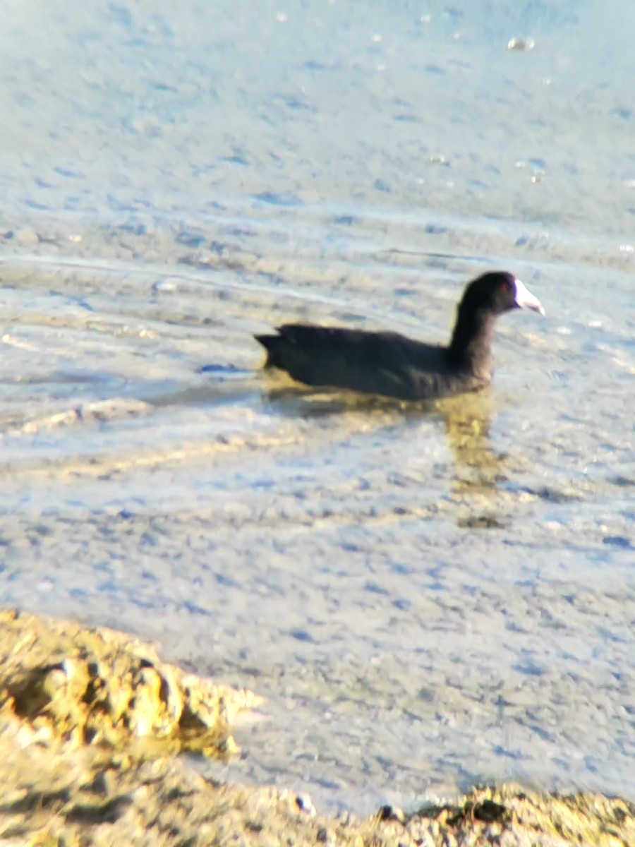 American Coot - Jane Spinney