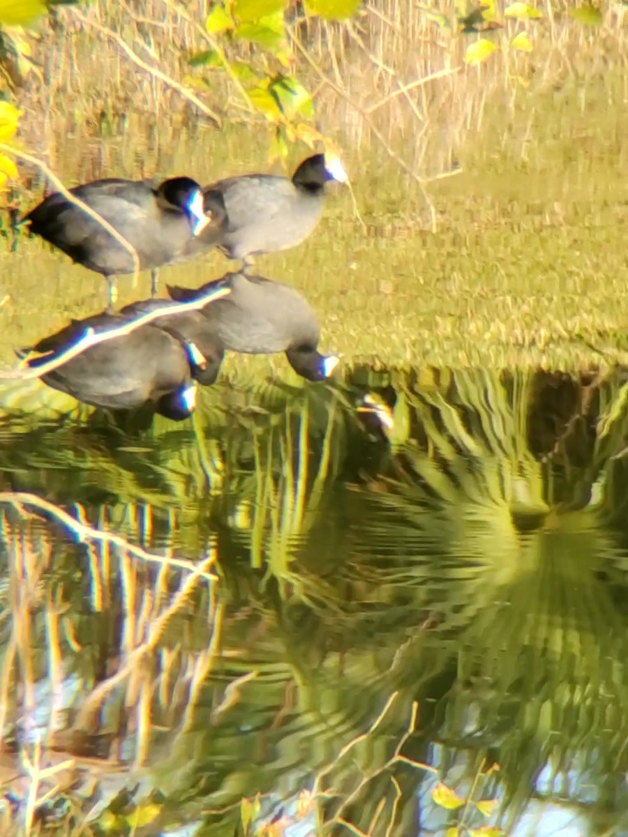 American Coot - Jane Spinney