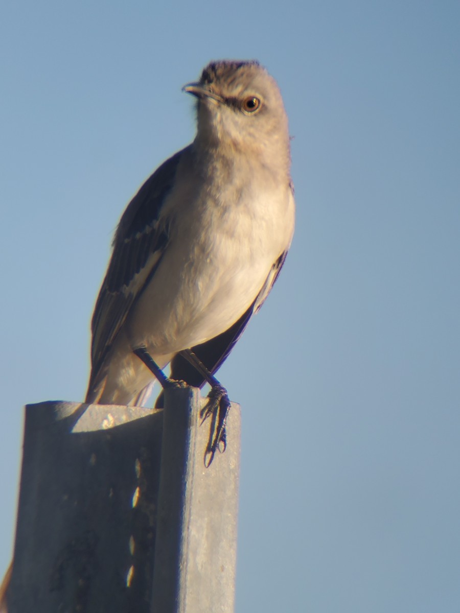 Northern Mockingbird - ML215694031