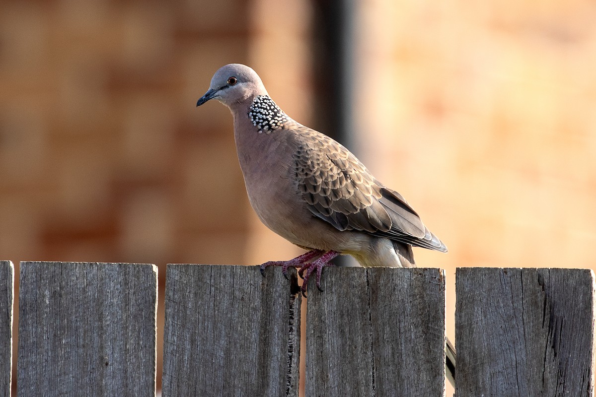 Spotted Dove - Cedric Bear