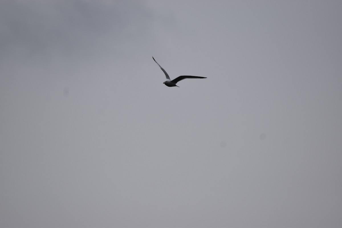 Herring Gull - ML215694551