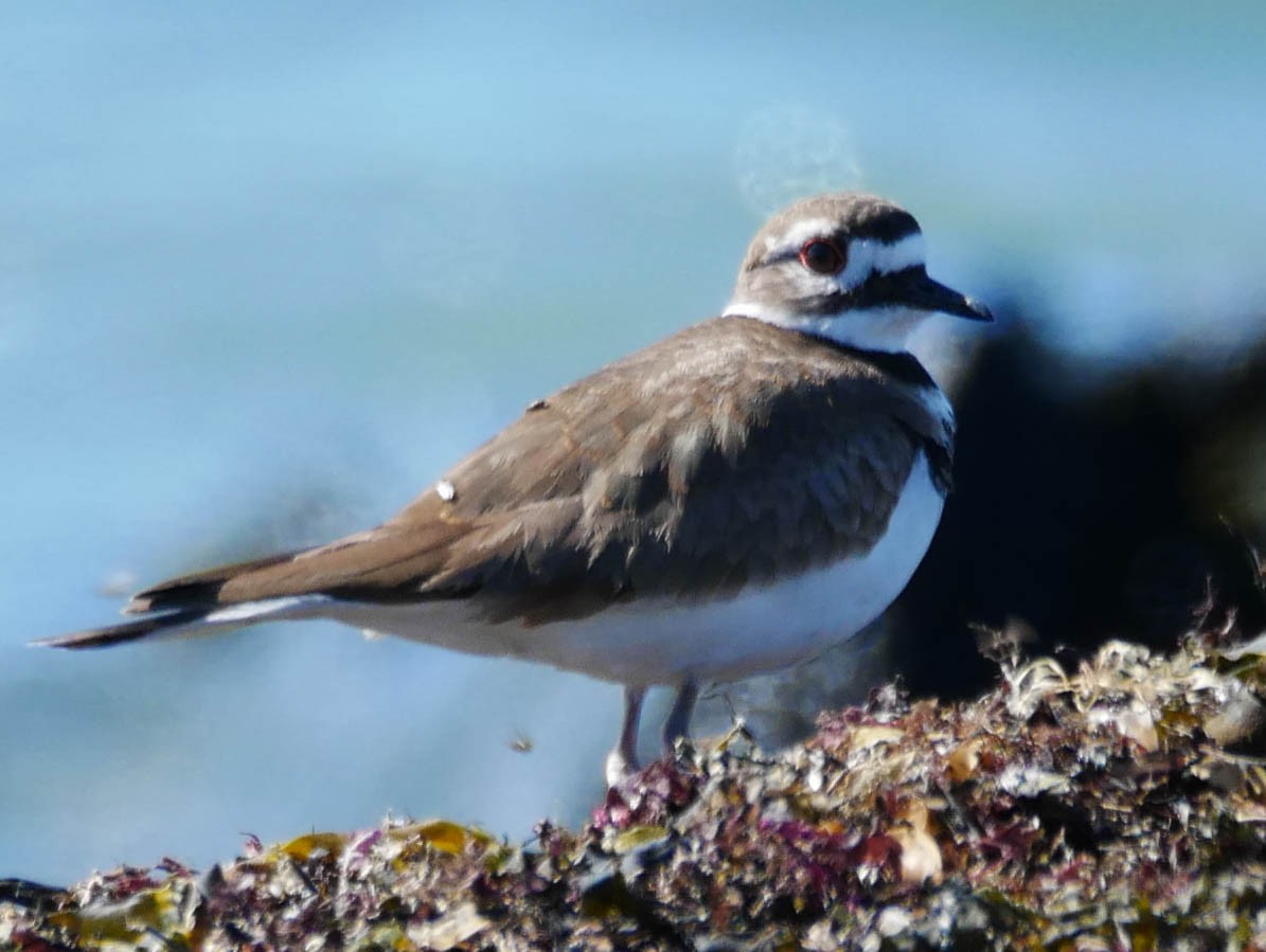 Killdeer - ML215694661