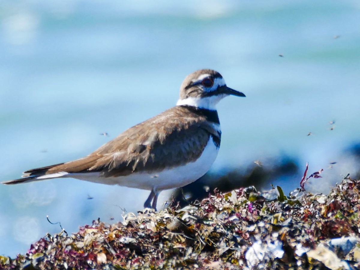 Killdeer - ML215694681