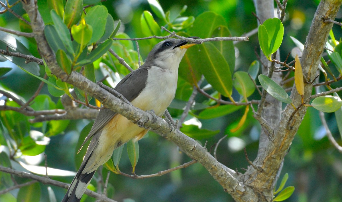 Mangrove Cuckoo - ML215695521