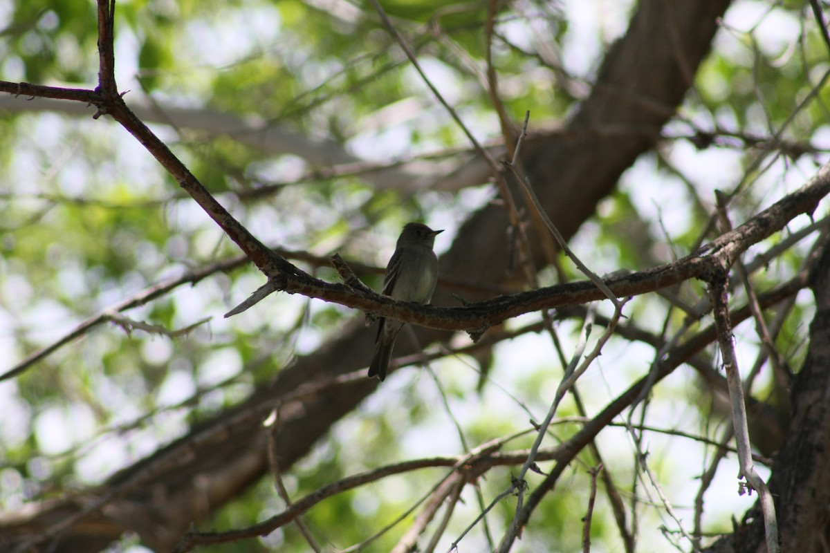 Western Wood-Pewee - ML21570001