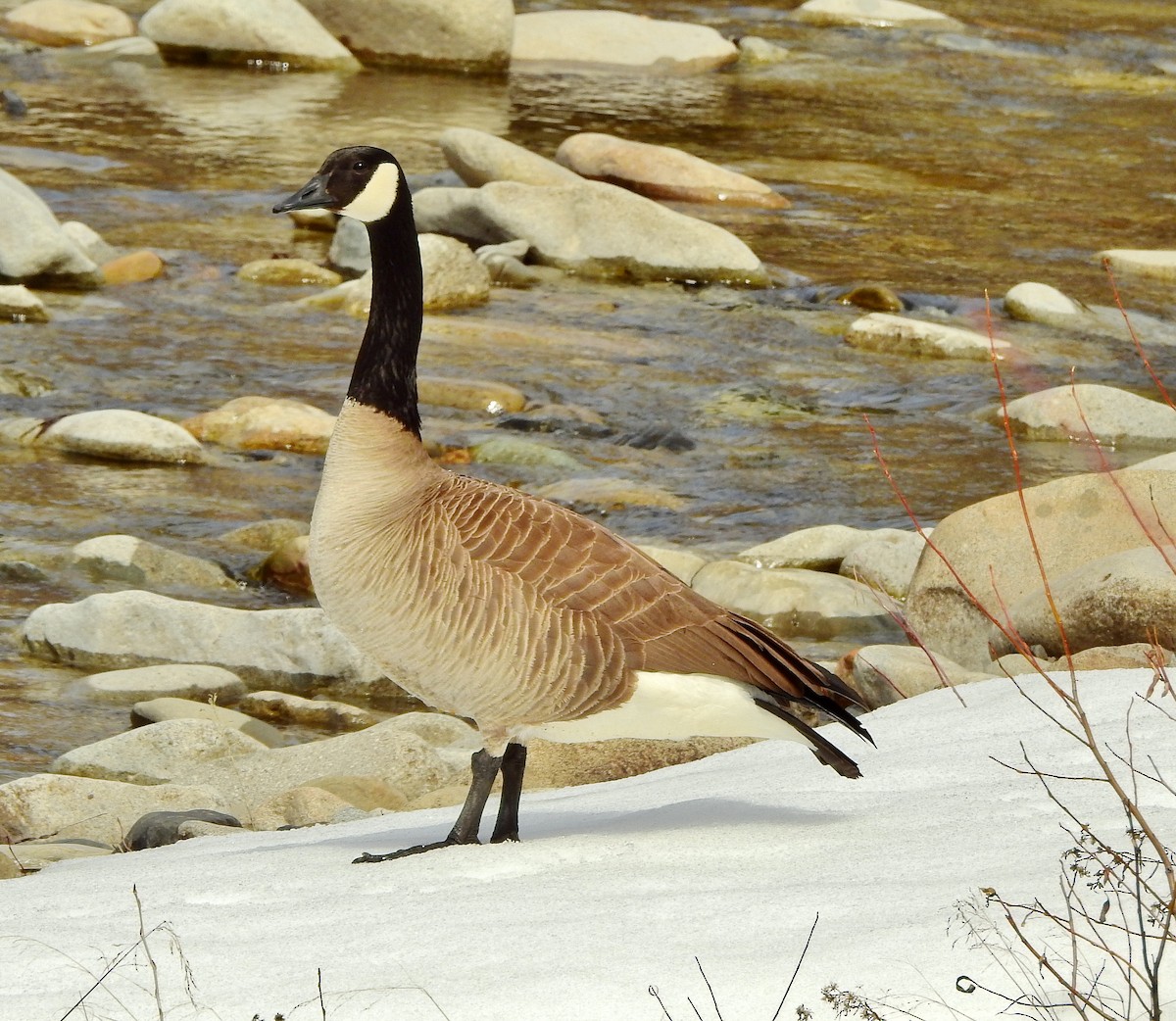 Canada Goose - ML215700131