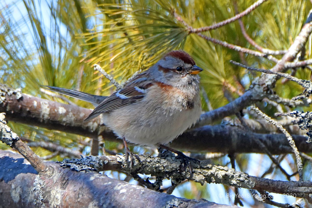 American Tree Sparrow - ML215700581