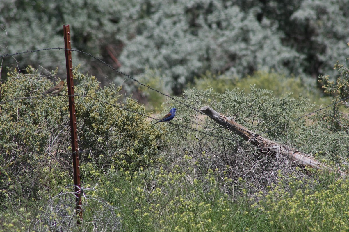 Blue Grosbeak - ML21570071