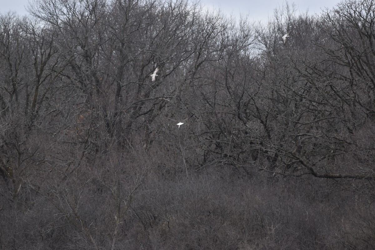 Bald Eagle - ML215703171