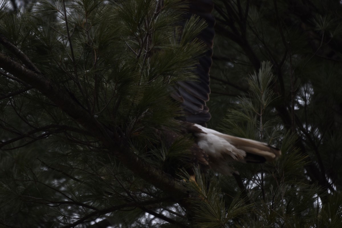 Bald Eagle - Gracie  McMahon