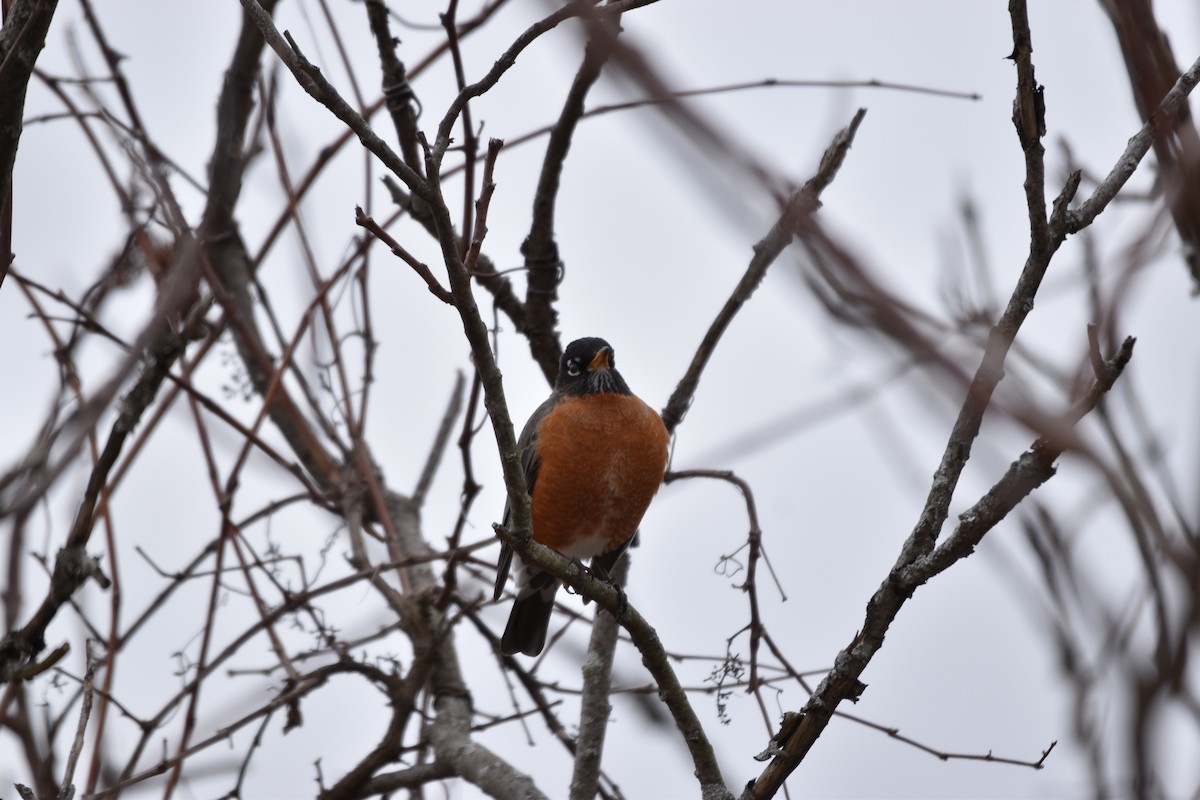 American Robin - ML215703241