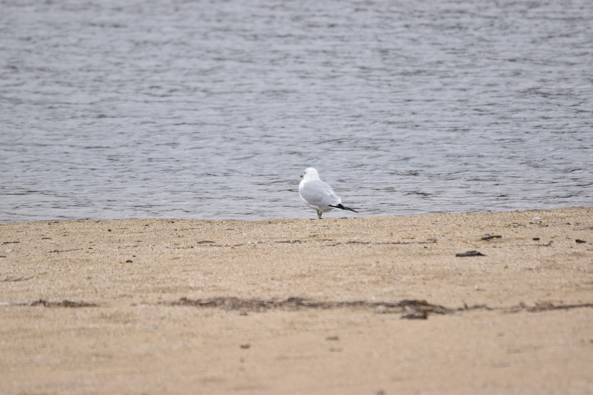 Ring-billed Gull - ML215703311