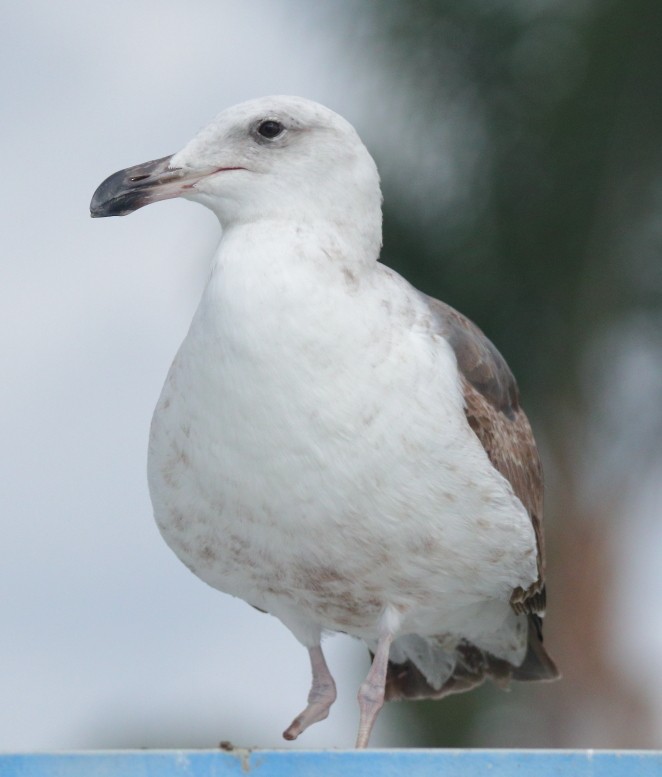 Western Gull - Larry Edwards