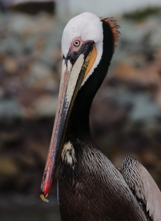pelikán hnědý - ML215703651
