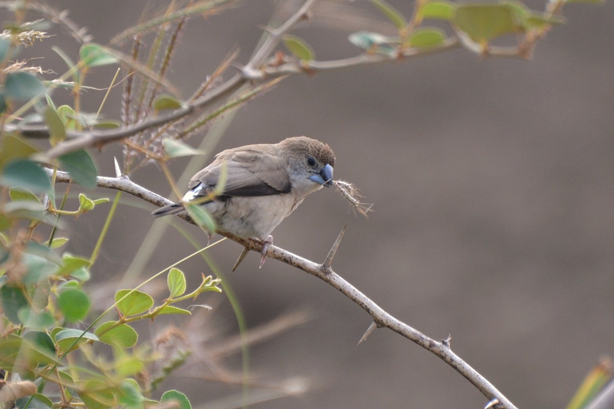 Indian Silverbill - Henry Cook