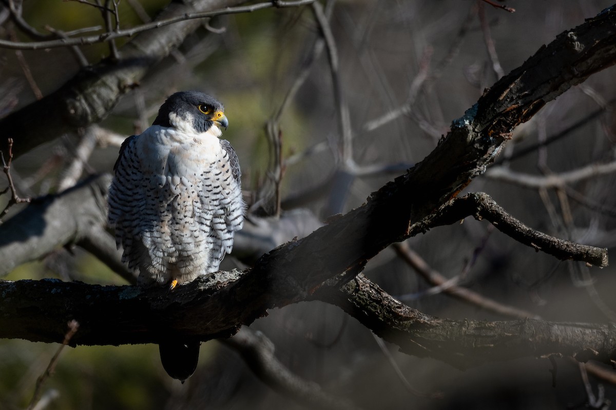 Peregrine Falcon - ML215707621