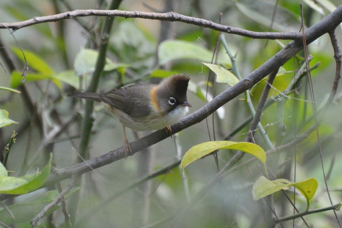 Whiskered Yuhina - ML21570891