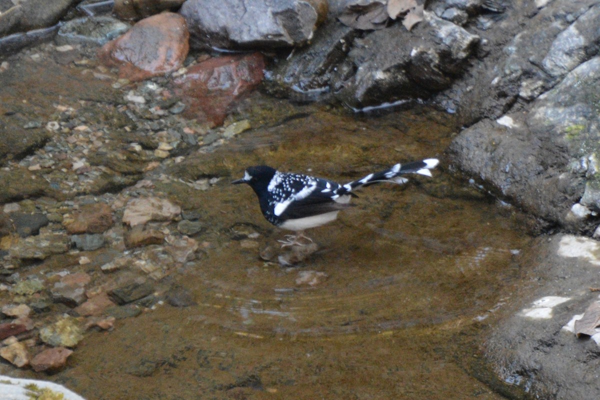 Spotted Forktail - Henry Cook