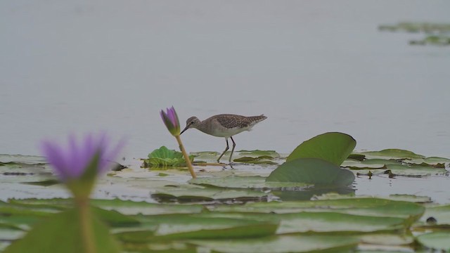 Wood Sandpiper - ML215709131