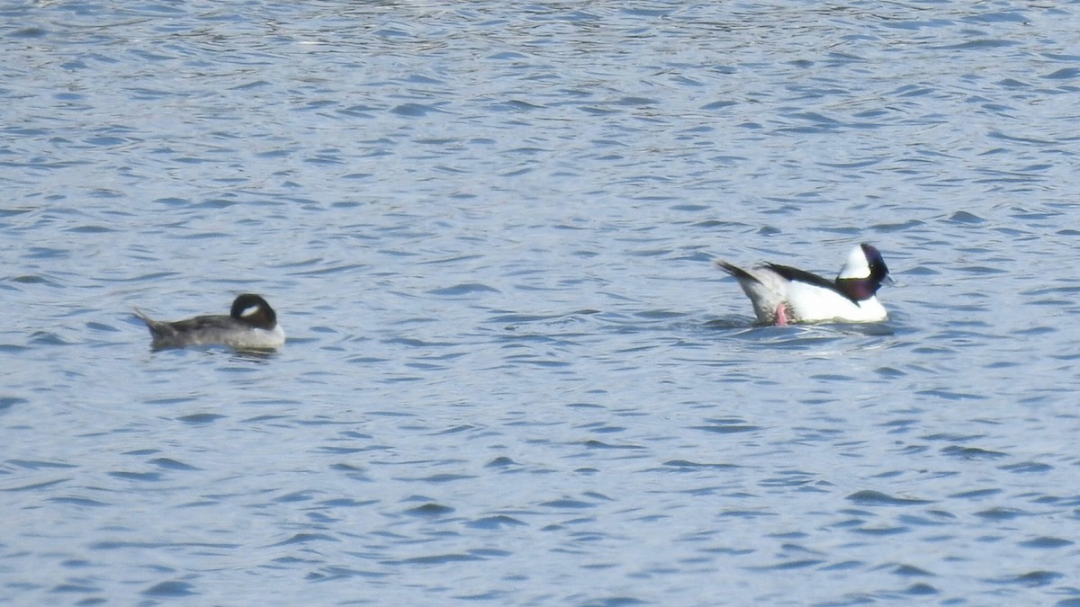 Bufflehead - ML215710261