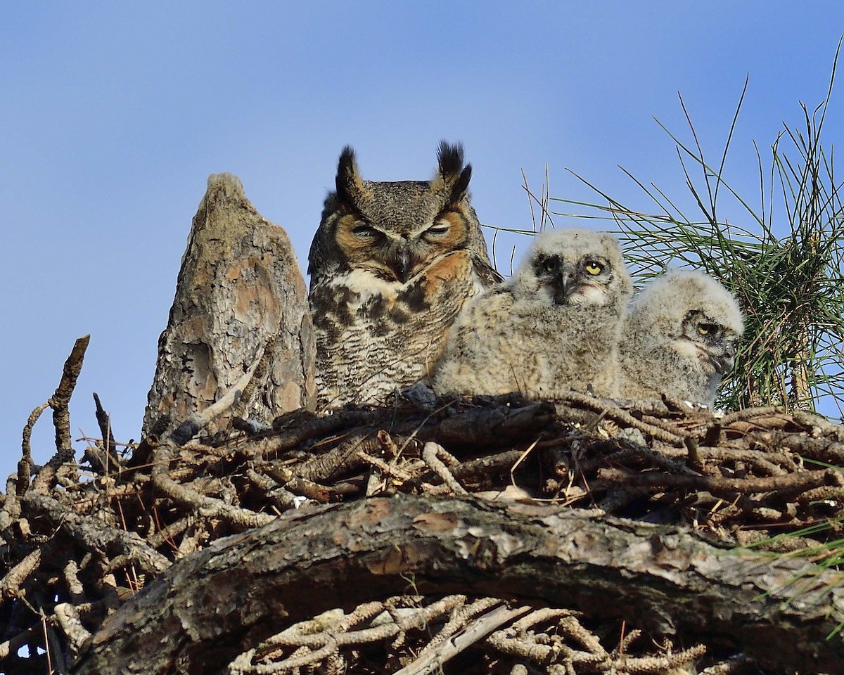 Great Horned Owl - Rich Shevalier