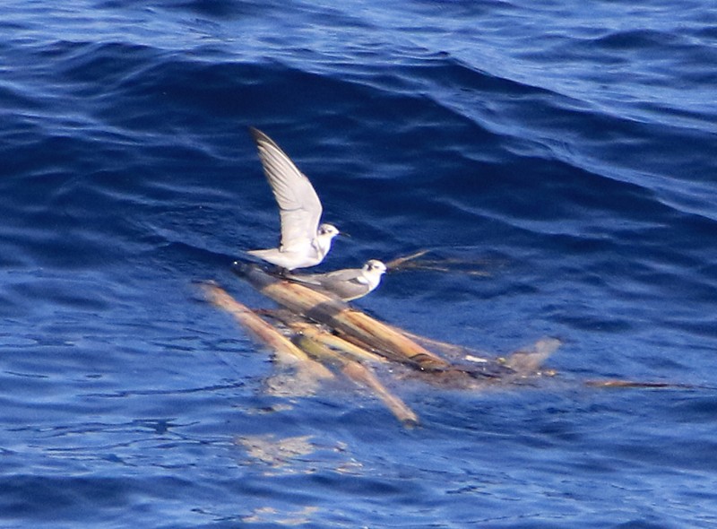 Black Tern - ML21571311