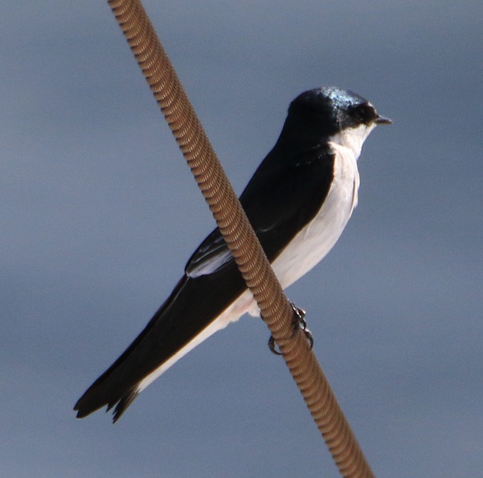 Mangrove Swallow - ML21571341