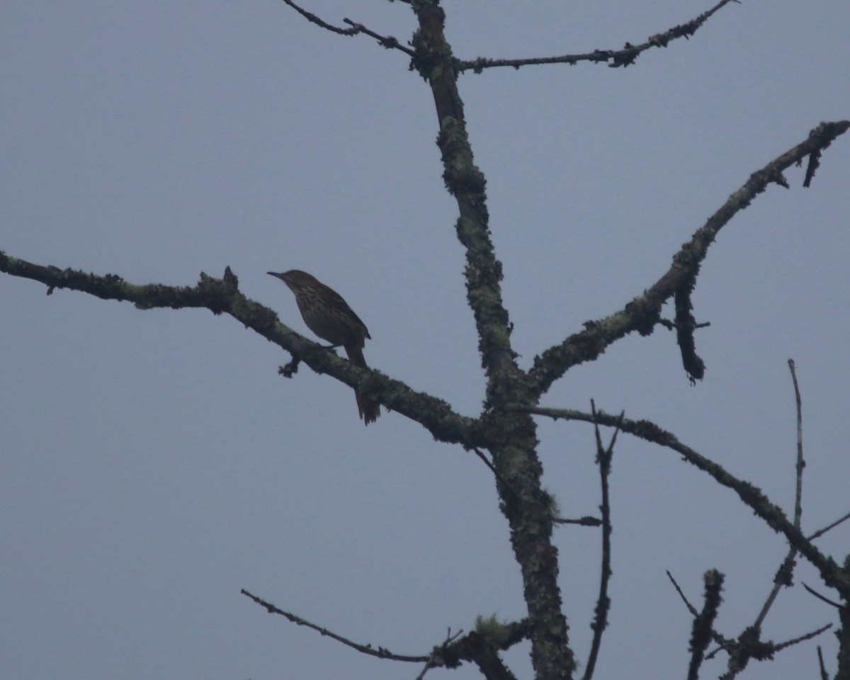 Brown Thrasher - ML215714851