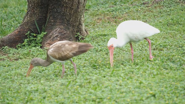 White Ibis - ML215718551