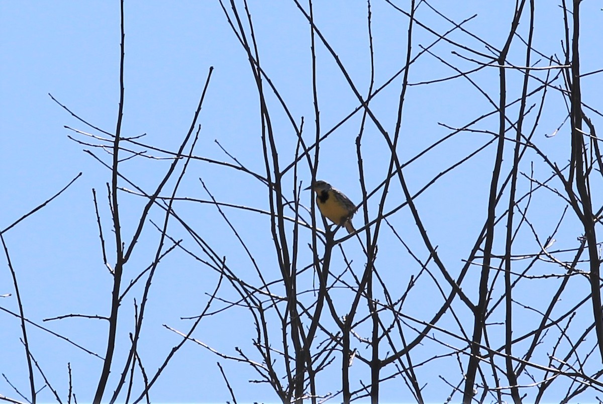 Eastern Meadowlark - ML215719631