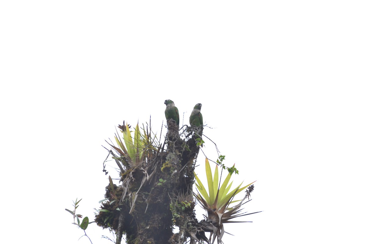 Maroon-tailed Parakeet - ML215721851