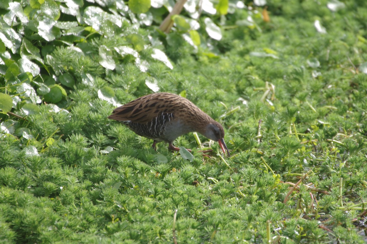 Brown-cheeked Rail - ML215723091