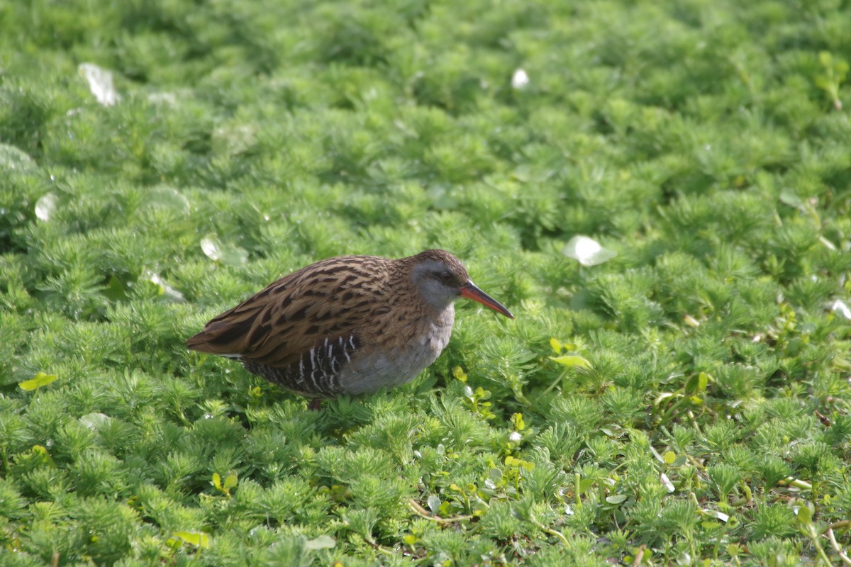 Brown-cheeked Rail - ML215723131