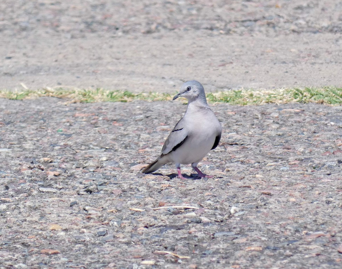 Picui Ground Dove - ML215725821