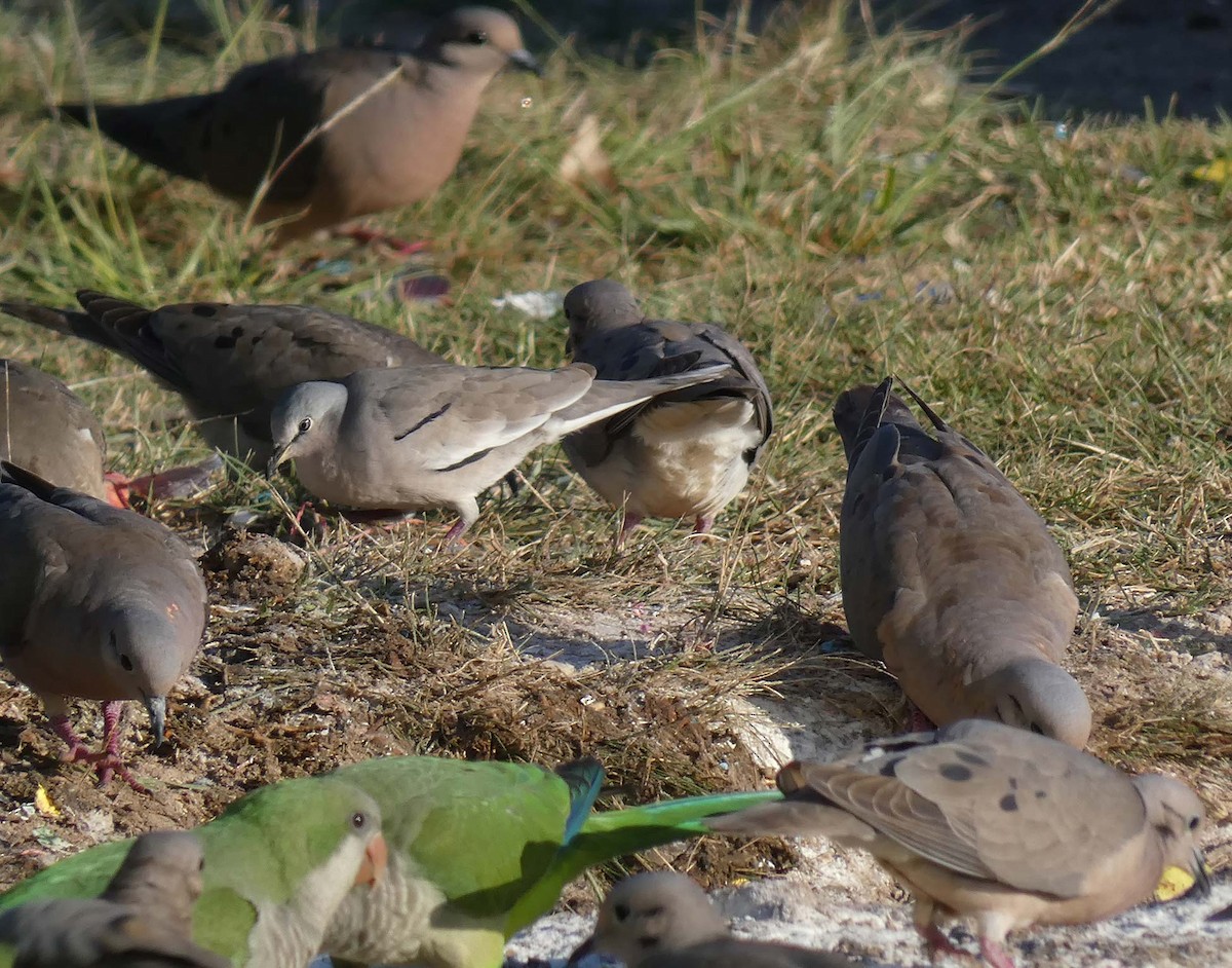 Picui Ground Dove - ML215725851