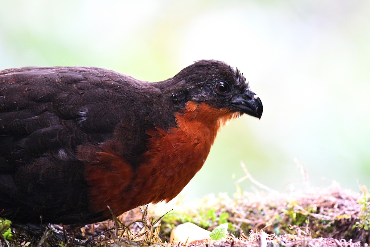 Dark-backed Wood-Quail - ML215727131