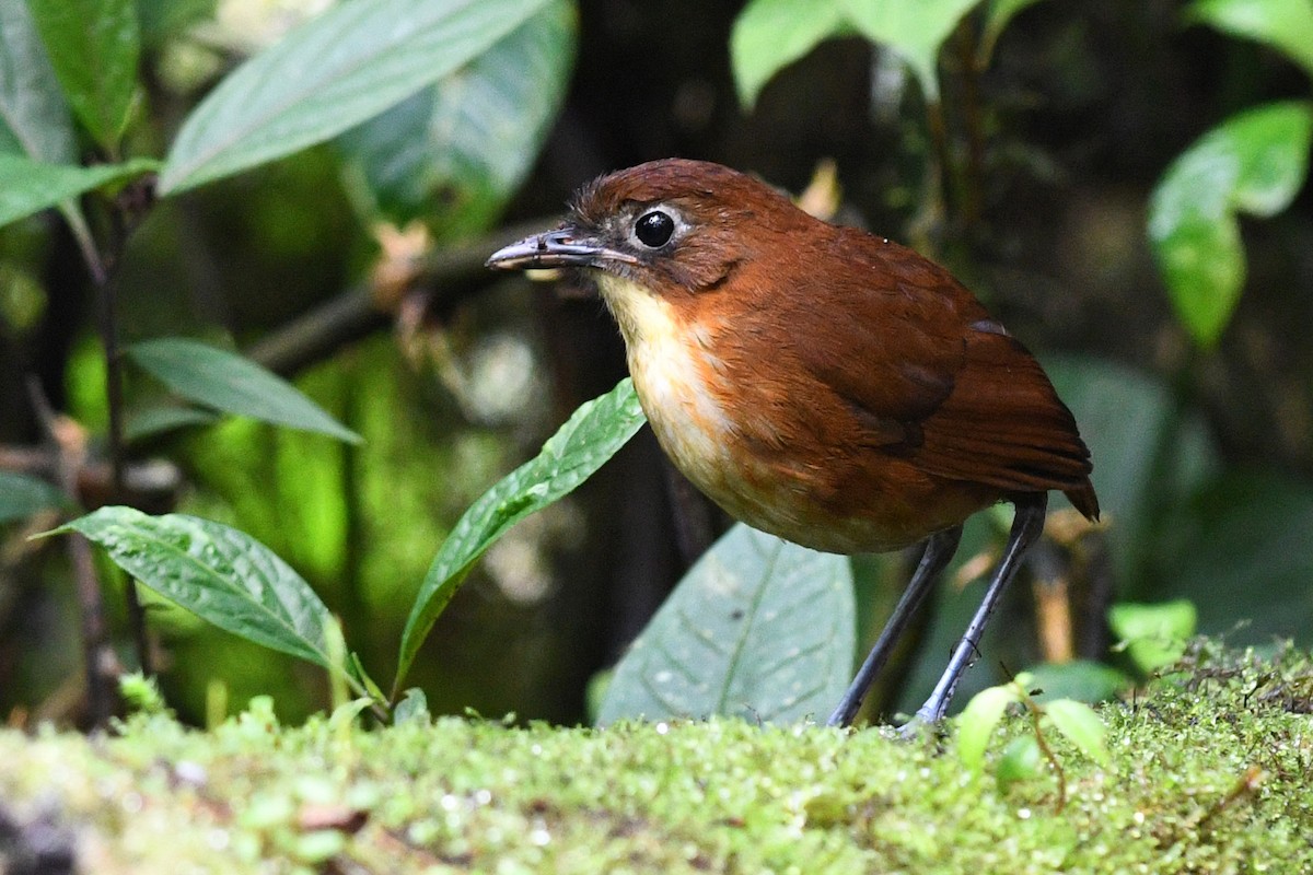 Yellow-breasted Antpitta - ML215727301