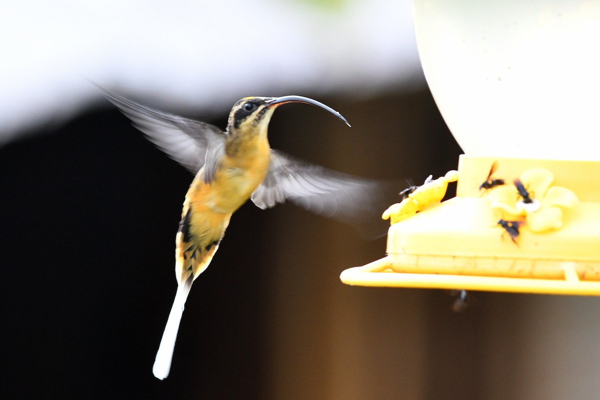 kolibřík dlouhoocasý - ML215727441