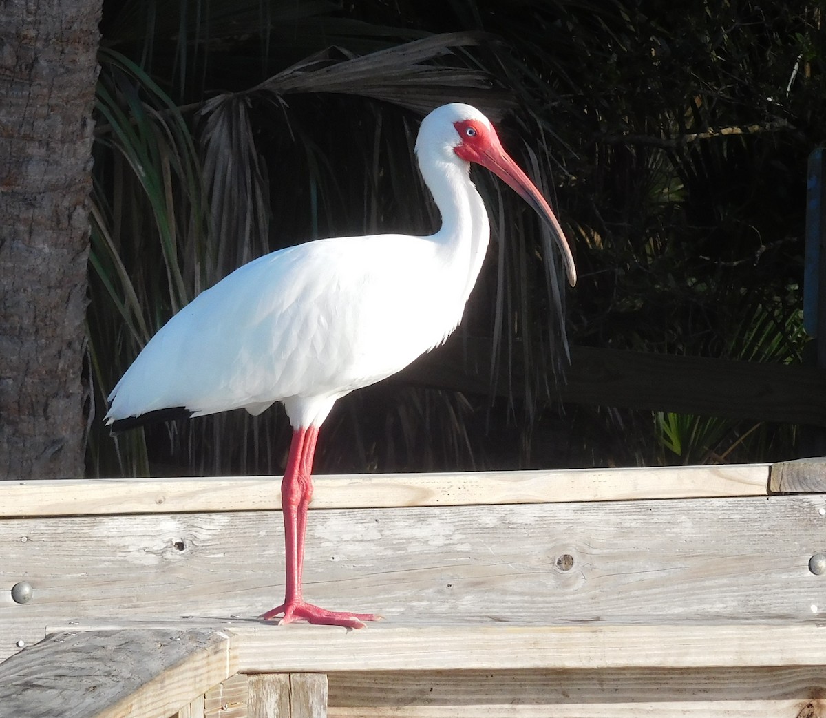 White Ibis - ML215727721