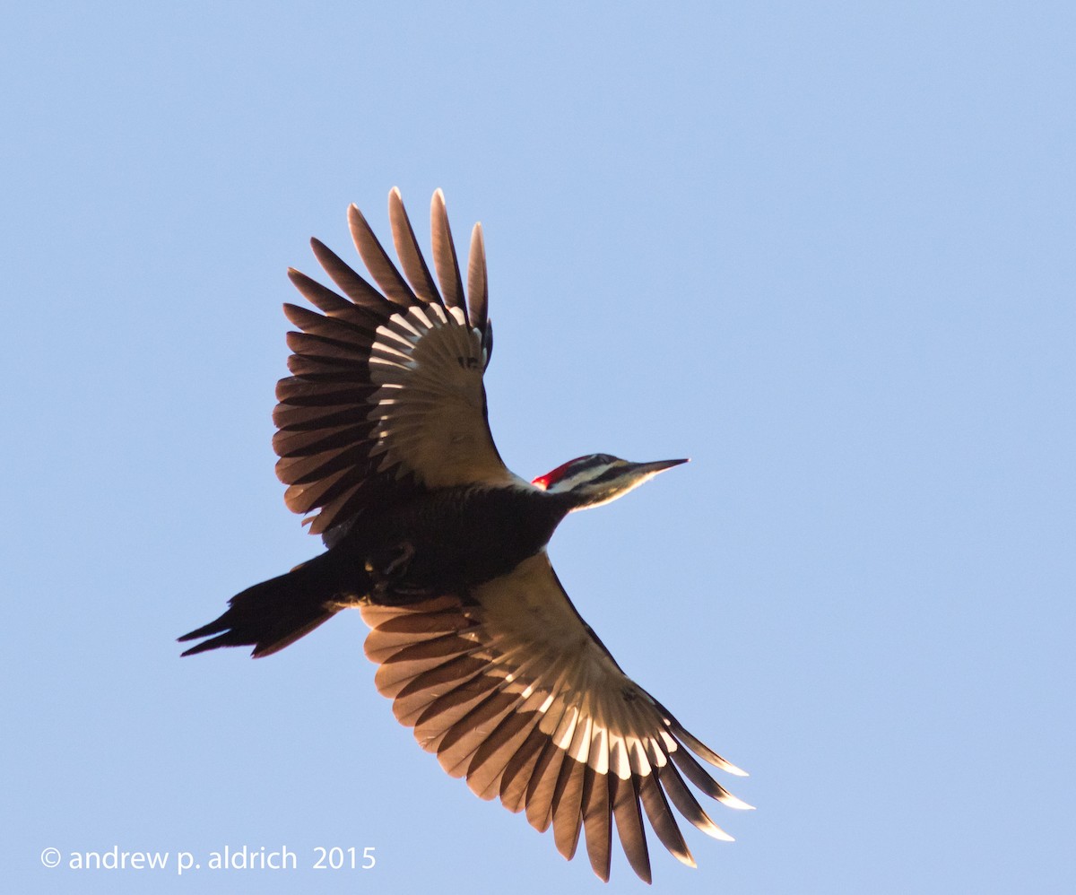 Pileated Woodpecker - andrew aldrich