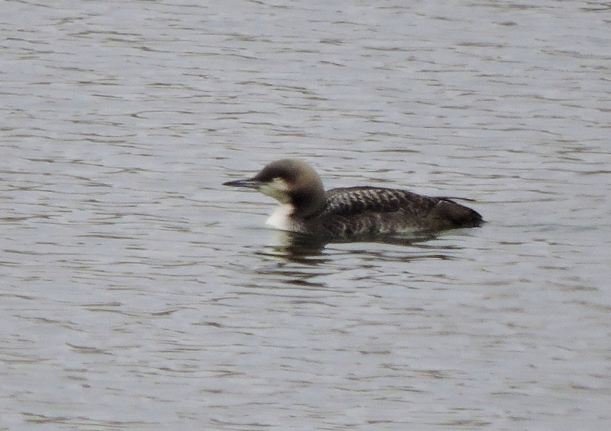 Pacific Loon - ML215730101