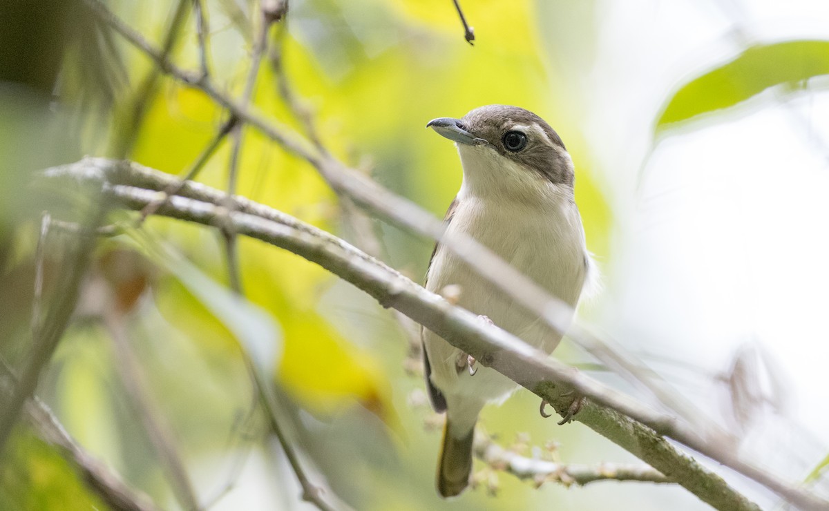 Pied Shrike-Babbler - Ian Davies