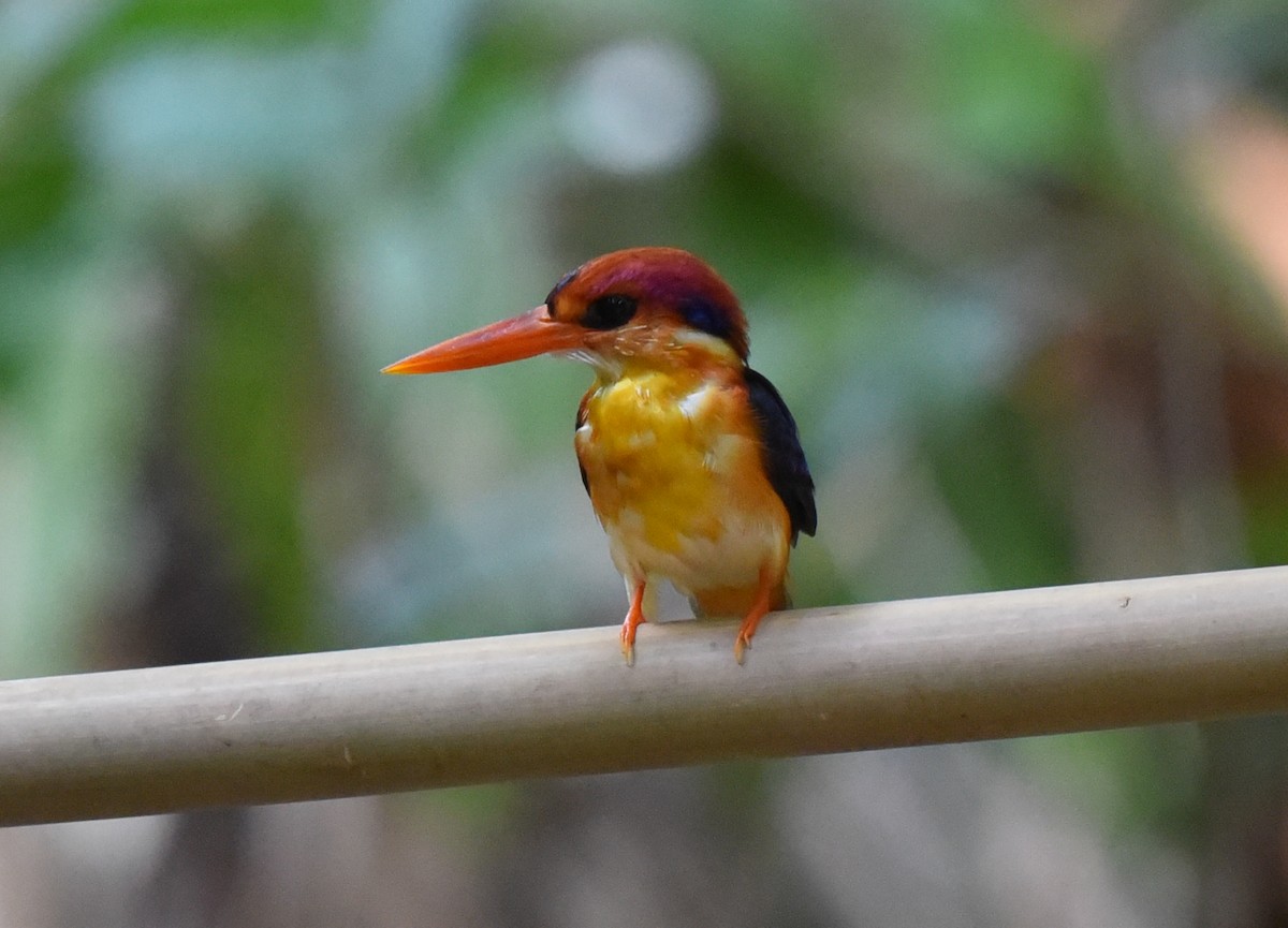 Black-backed Dwarf-Kingfisher - Bruce Wedderburn