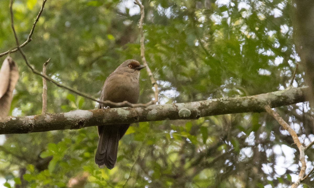 Rufous-fronted Laughingthrush - Ian Davies