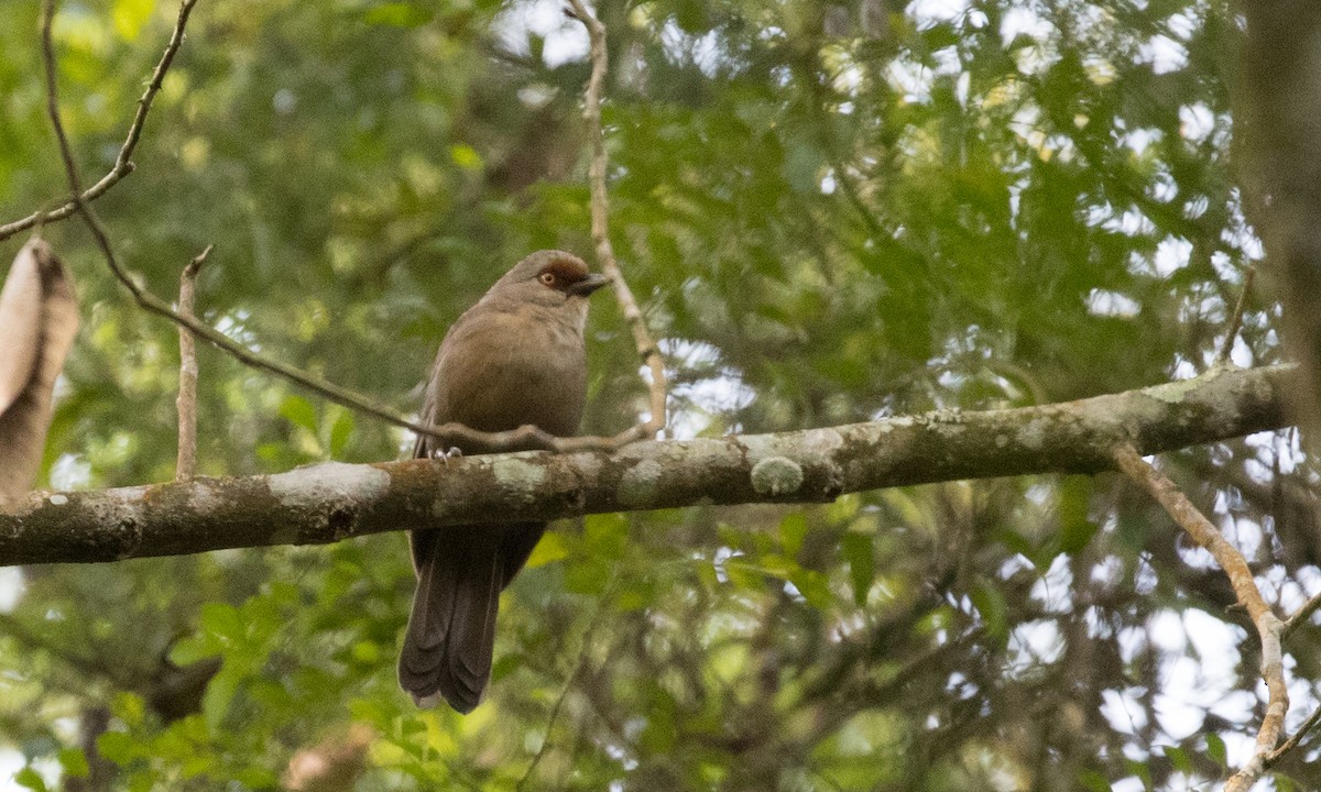 Rufous-fronted Laughingthrush - ML215733431