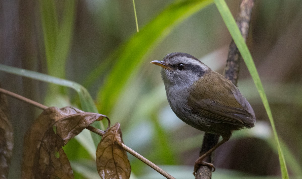 Javan Tesia - Ian Davies