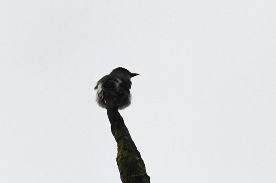 Olive-sided Flycatcher - David M. Bell